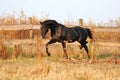 Ukrainian stallion horse breed Royalty Free Stock Photo