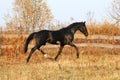 Ukrainian stallion horse breed Royalty Free Stock Photo