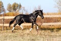 Ukrainian stallion horse breed Royalty Free Stock Photo