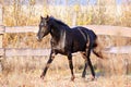 Ukrainian stallion horse breed Royalty Free Stock Photo