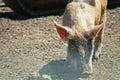 Ukrainian steppe pock-marked breed of pigs