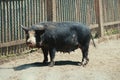 Ukrainian steppe pock-marked breed of pigs