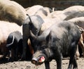 Ukrainian steppe pock-marked breed of pigs