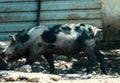 Ukrainian steppe pock-marked breed of pigs