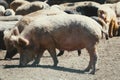 Ukrainian steppe white breed of pig