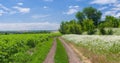 Ukrainian summer landscape