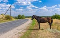 Ukrainian summer landscape with horse at the roadside