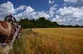 Ukrainian summer landscape with wheat fields and blue sky