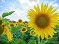 Ukrainian sunflowers in the fields