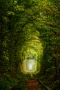 Ukrainian Tunnel of Love and Romantic Green Branch Royalty Free Stock Photo