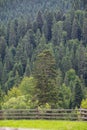 Wooden fence and spruce forest