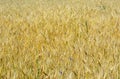 Ukrainian wheat field as a concept of global food crisis Royalty Free Stock Photo