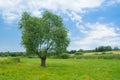 Ukranian landscape with lonely willow tree Royalty Free Stock Photo