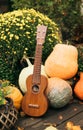 Ukulele guitar, autumn harvest and flowers