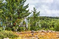 Ulagan pass. mountain Altai