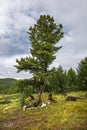 Ulagan pass. ÃÅountain Altai