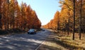 Golden Autumn Highway