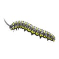 Caterpillar vector illustration. Realistic animal design