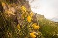 Ulex europaeus flowering in spring Royalty Free Stock Photo