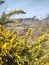 Ulex Europaeus, Gorse bushes, with open heathland Royalty Free Stock Photo