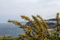 Ulex europaeus, gorse, common gorse, furze or whin plants