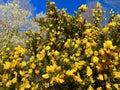 Ulex europaeus, the gorse, common gorse, furze or whin