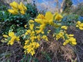 Ulex europaeus, the gorse, common gorse, furze or whin Royalty Free Stock Photo