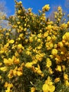 Ulex europaeus, the gorse, common gorse, furze or whin Royalty Free Stock Photo