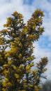 Ulex gorse flowers blooming in early spring in New Zealand