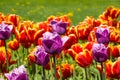 Ulip. Beautiful bouquet of tulips. colorful tulips. tulips in spring
