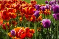 Ulip. Beautiful bouquet of tulips. colorful tulips. tulips in spring