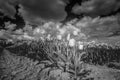 Ulip bulbs in Dutch landscape