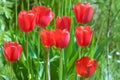 Red tulips. Group of red garden tulips on green background. Spring flowers close up photo.