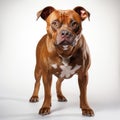 Front view of pitbull dog brown full body on white background