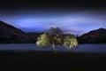 Ullswater Tree