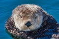 Ullta close up of a cute sea otter. Royalty Free Stock Photo