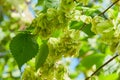 Ulmus minor or Elm tree in the suny day in spring