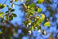 Ulmus parvifolia (Lace bark elm) samara. Ulmaceae deciduous tree. Royalty Free Stock Photo