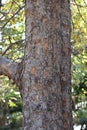 Ulmus parvifolia (Lace bark elm) samara. Ulmaceae deciduous tree. Royalty Free Stock Photo