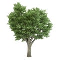 Ulmus Tree Isolated Royalty Free Stock Photo