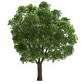 Ulmus Tree Isolated Royalty Free Stock Photo