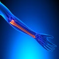 Ulna Bone Anatomy with Ciculatory System Royalty Free Stock Photo