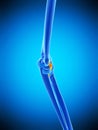 The ulnar collateral ligament Royalty Free Stock Photo