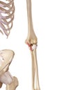 The ulnar collateral ligament posterior Royalty Free Stock Photo