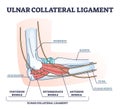 Ulnar collateral ligament or UCL with anatomical structure outline diagram Royalty Free Stock Photo