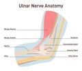 Ulnar nerve anatomy. Human elbow anatomy with bones, muscles