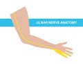 Ulnar nerve anatomy