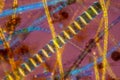 Ulothrix, a freshwater green algae in a polarizing micrograph. Royalty Free Stock Photo