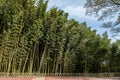 Ulsan,South Korea-April 2018: Tourist famous destination, bamboo forest at Taehwagang National Garden