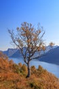 Single tree in autumn colors on the mountain with the fjords and mountain in the background Royalty Free Stock Photo